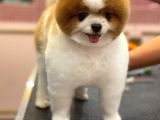 3 Yaşında Show Kalitede Erkek Pomeranian