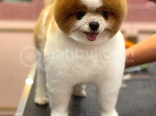 3 Yaşında Show Kalitede Erkek Pomeranian