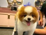 3 Yaşında Show Kalitede Erkek Pomeranian