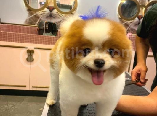 3 Yaşında Show Kalitede Erkek Pomeranian görsel