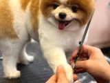 3 Yaşında Show Kalitede Erkek Pomeranian