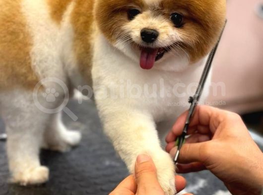 3 Yaşında Show Kalitede Erkek Pomeranian görsel