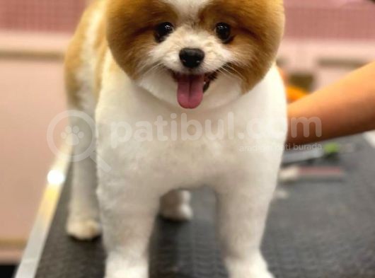 3 Yaşında Show Kalitede Erkek Pomeranian görsel