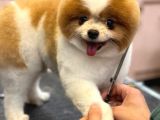 3 Yaşında Show Kalitede Erkek Pomeranian