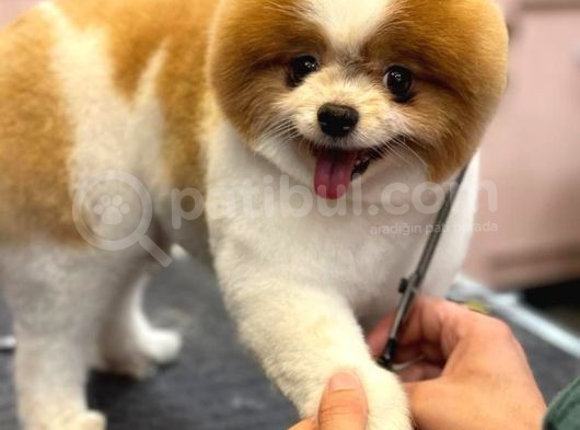 3 Yaşında Show Kalitede Erkek Pomeranian görsel