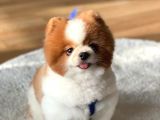 3 Yaşında Show Kalitede Erkek Pomeranian