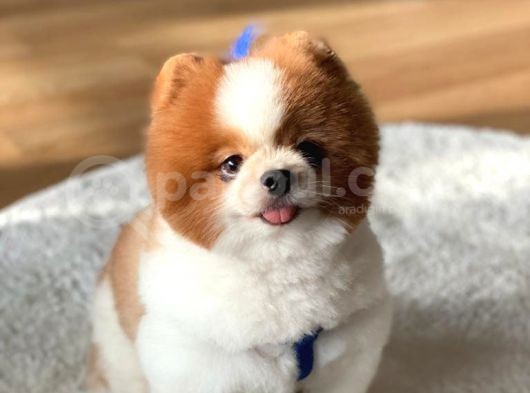 3 Yaşında Show Kalitede Erkek Pomeranian görsel