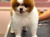 3 Yaşında Show Kalitede Erkek Pomeranian