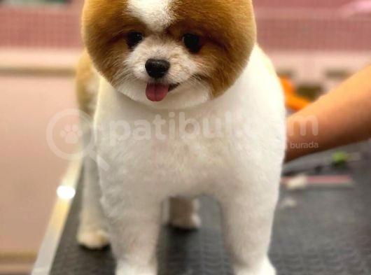 3 Yaşında Show Kalitede Erkek Pomeranian görsel