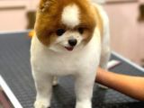 3 Yaşında Show Kalitede Erkek Pomeranian