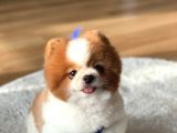 3 Yaşında Show Kalitede Erkek Pomeranian