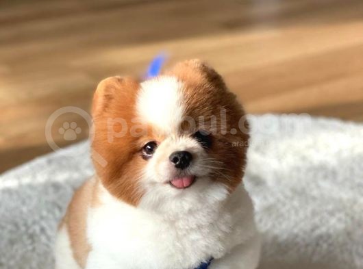 3 Yaşında Show Kalitede Erkek Pomeranian görsel
