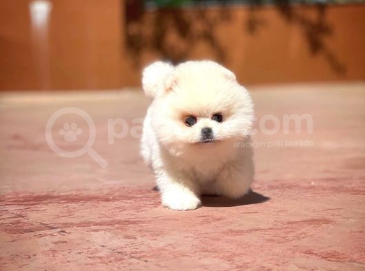 Aa Kalite Safkan  Pomeranian Oğlumuz görsel