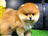 Ayı Surat Pomeranian Boo Yavrularımız