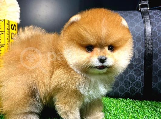 Ayı Surat Pomeranian Boo Yavrularımız görsel