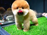 Ayı Surat Pomeranian Boo Yavrularımız