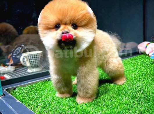 Ayı Surat Pomeranian Boo Yavrularımız görsel