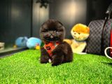 Cocuklarla Anlasabılen  Irk Pomeranıan Yavrularımız