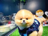 Aa Kalite Safkan  Pomeranian Oğlumuz 'Lothbrok'