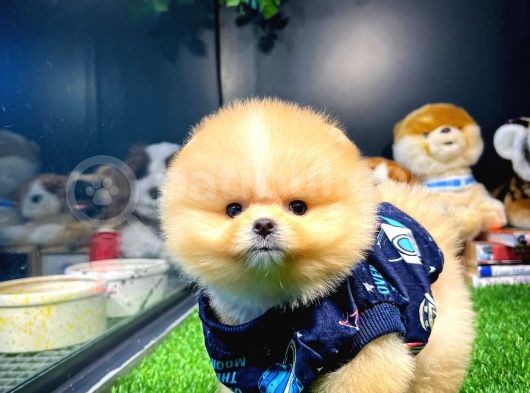 Aa Kalite Safkan  Pomeranian Oğlumuz 'Lothbrok' görsel