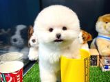 Ayı Surat Pomeranian Boo Yavrularımız