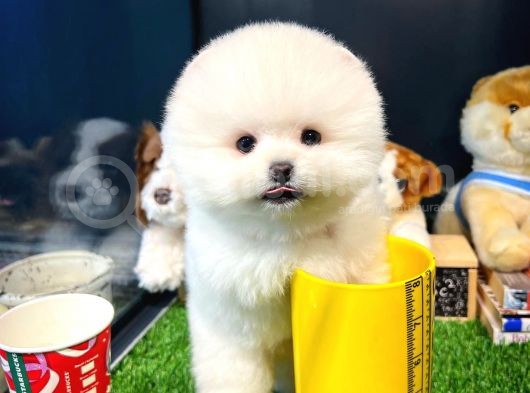 Ayı Surat Pomeranian Boo Yavrularımız görsel