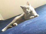 7 Aylık Erkek British shorthair
