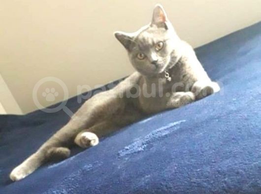7 Aylık Erkek British Shorthair