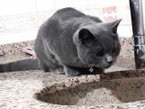 7 Aylık Erkek British Shorthair