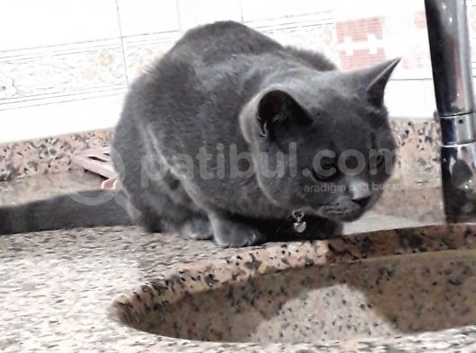7 Aylık Erkek British Shorthair görsel