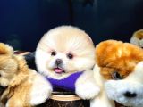 AA Kalite Safkan  Pomeranian Oğlumuz