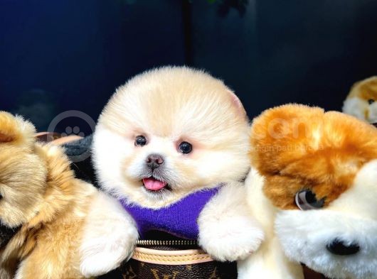 Aa Kalite Safkan  Pomeranian Oğlumuz