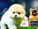 Aa Kalite Safkan  Pomeranian Oğlumuz