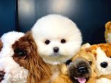 Ayı Surat Pomeranian Boo Yavrularımız