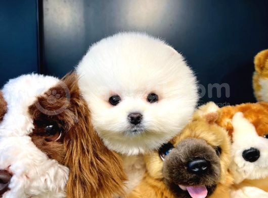 Ayı Surat Pomeranian Boo Yavrularımız