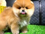 Ayı Surat Pomeranian Boo Yavrularımız