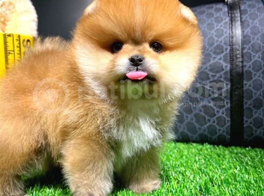 Ayı Surat Pomeranian Boo Yavrularımız görsel