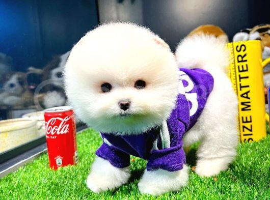 Ayı Surat Pomeranian Boo Yavrularımız görsel