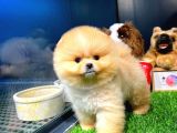 Aa Kalite Safkan  Pomeranian Oğlumuz 'Lothbrok'