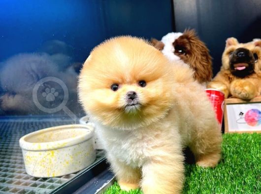 Aa Kalite Safkan  Pomeranian Oğlumuz 'Lothbrok' görsel