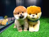 Ayı Surat Pomeranian Boo Yavrularımız