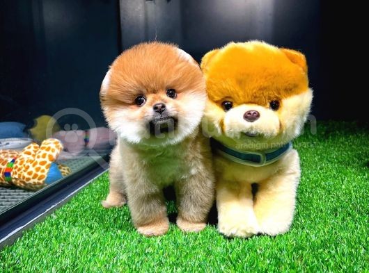 Ayı Surat Pomeranian Boo Yavrularımız
