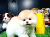 Aa Kalite Safkan  Pomeranian Oğlumuz
