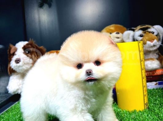 Aa Kalite Safkan  Pomeranian Oğlumuz görsel