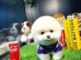 Ayı Surat Pomeranian Boo Yavrularımız
