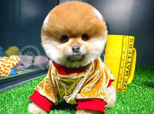 Ayı Surat Pomeranian Boo Yavrularımız görsel