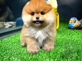 Ayı Surat Pomeranian Boo Yavrularımız