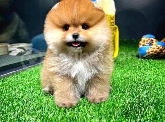 Ayı Surat Pomeranian Boo Yavrularımız görsel