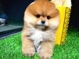 Ayı Surat Pomeranian Boo Yavrularımız