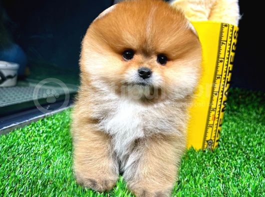 Ayı Surat Pomeranian Boo Yavrularımız